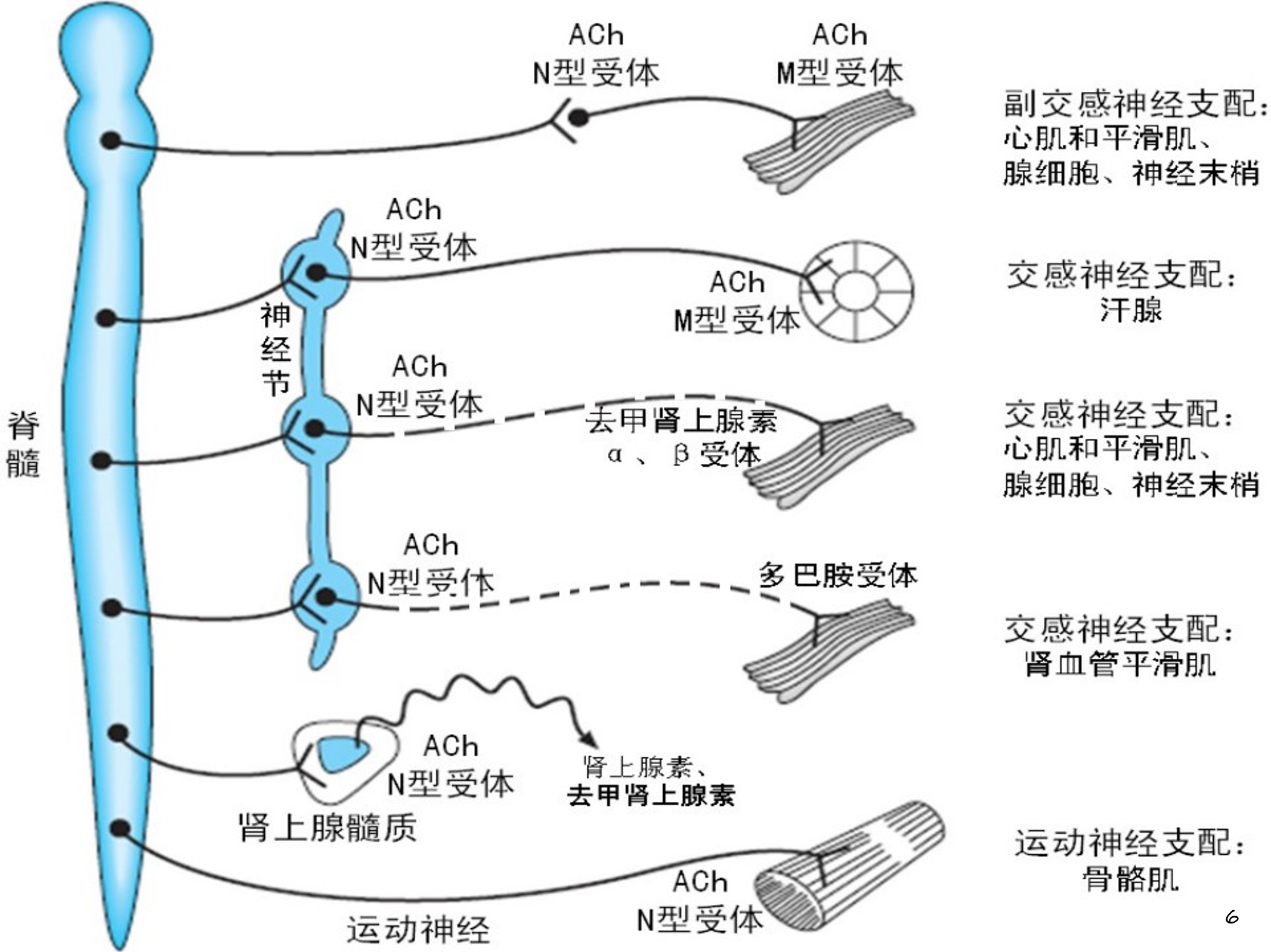 药理学——传出神经系统药理概论
