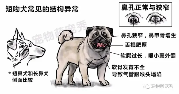 热衰竭中暑究竟有多恐怖 短鼻犬的天敌 夏季夺走狗狗生命的头号杀手 知乎