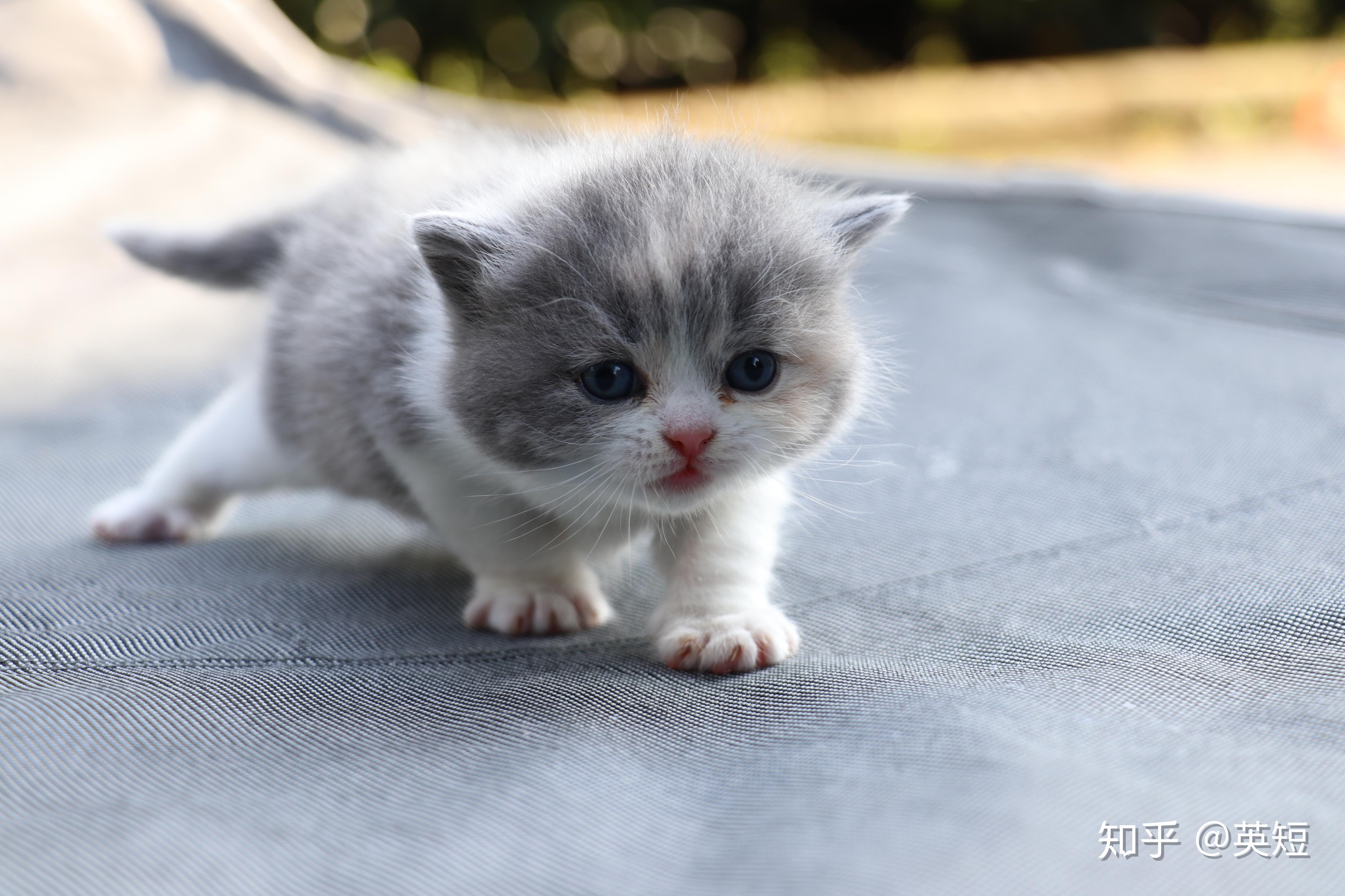 双血统英短01松子x小冰冰短毛猫蓝白配三花生的小猫照片