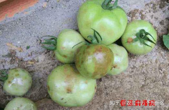西红柿种植筋腐病发病严重影响商品价值究竟该如何防治呢