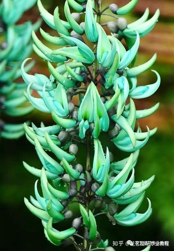 10种世界上最稀有的花 知乎