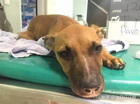 犬细小病 犬细小病毒怎么引起的