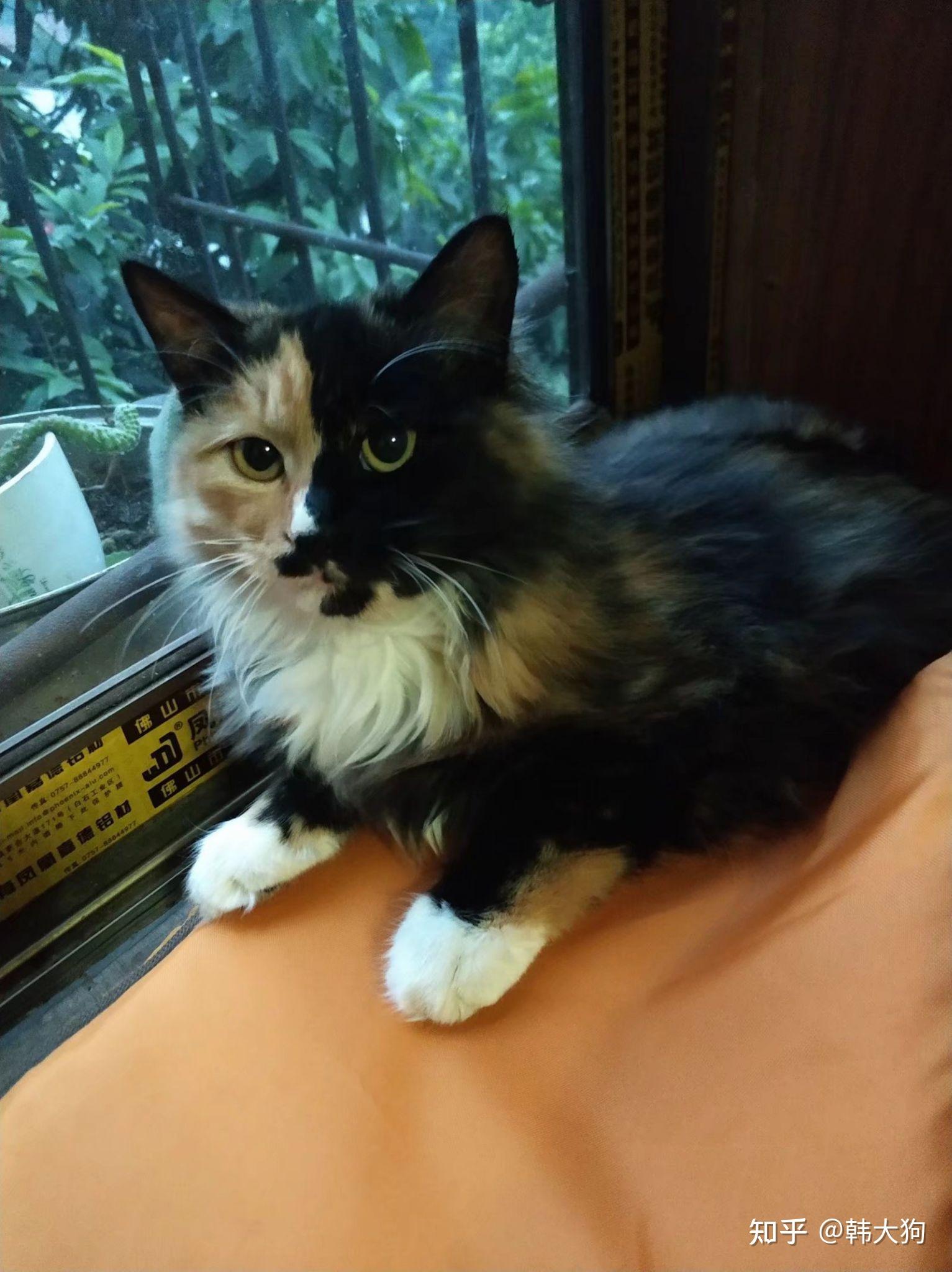 理性讨论一下,你们觉得玳瑁猫长得丑吗? - 知乎