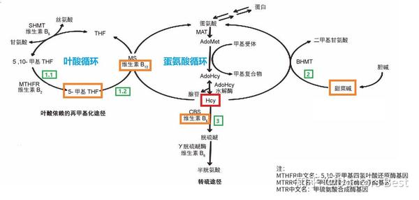 第四代活性叶酸可直接进入循环系统的高生物利用率叶酸