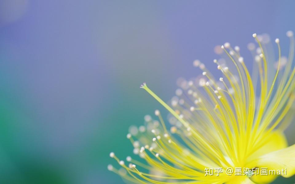 暖春拍花进阶:微距拍花,如何拍出清晰、生动的花卉照? - 知乎