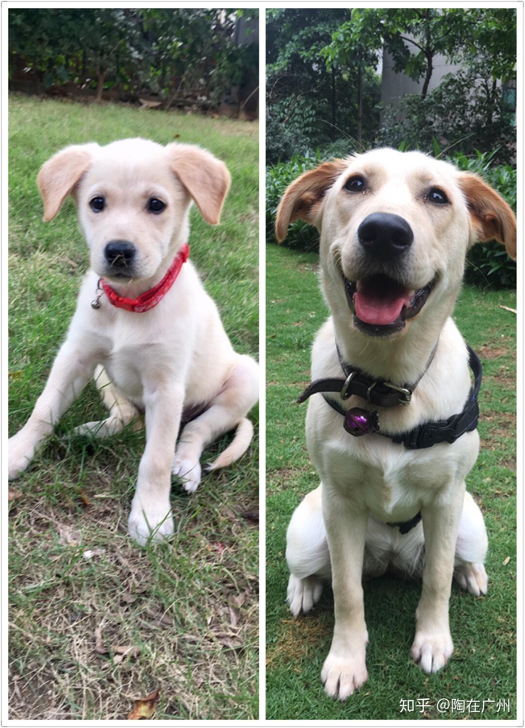 拉布拉多和金毛杂交长什么样子? - 知乎