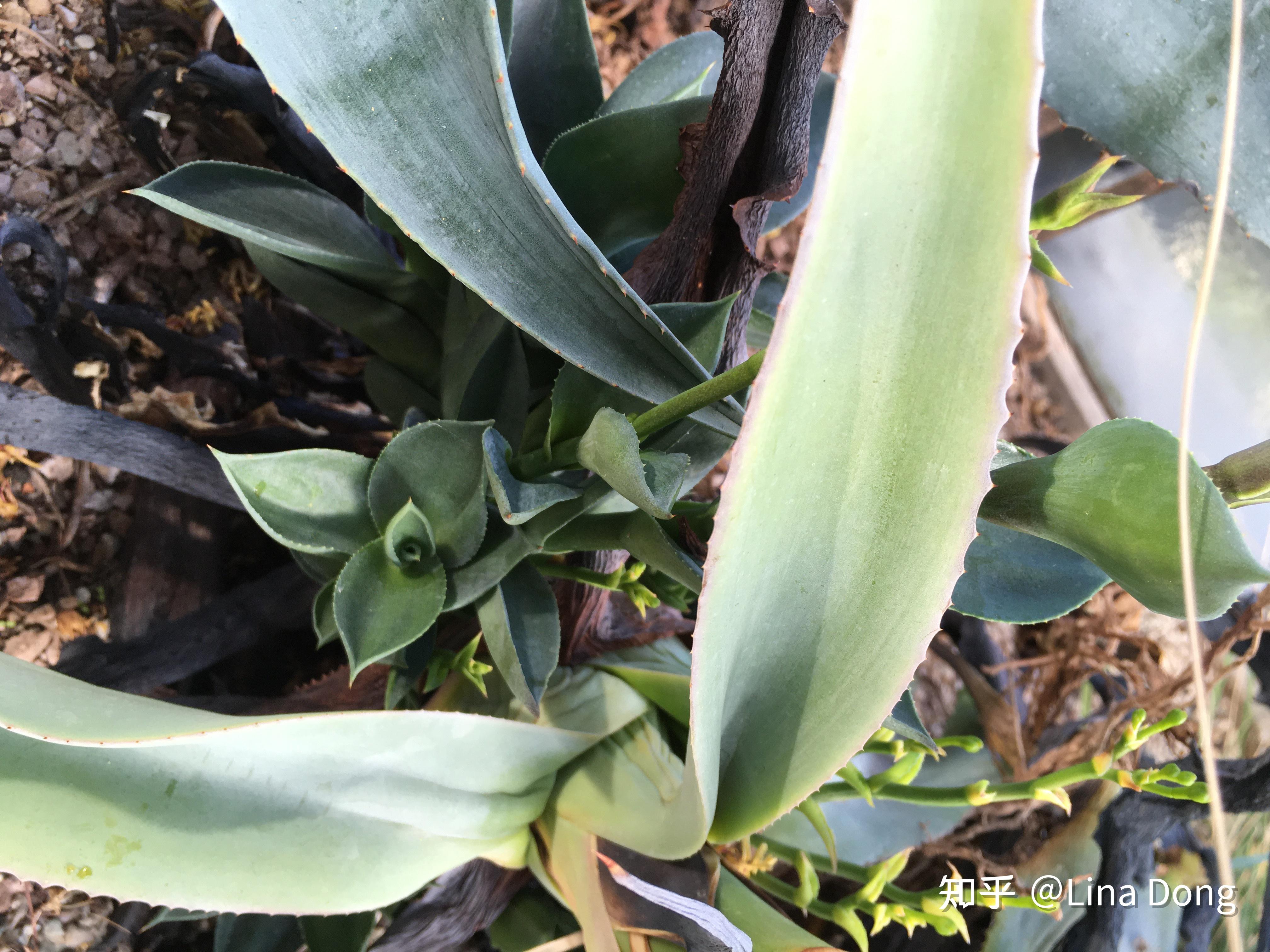 龙舌兰（Agave）繁殖方法 - 知乎