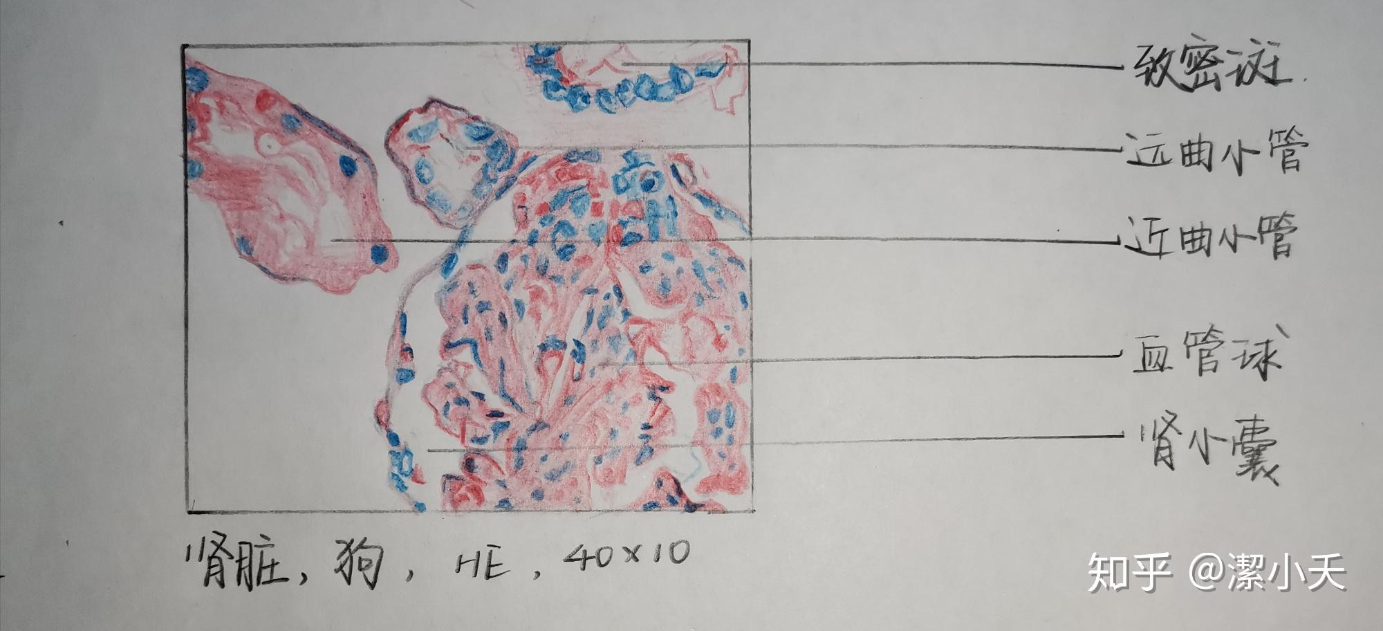 巨噬细胞图片 手绘图图片