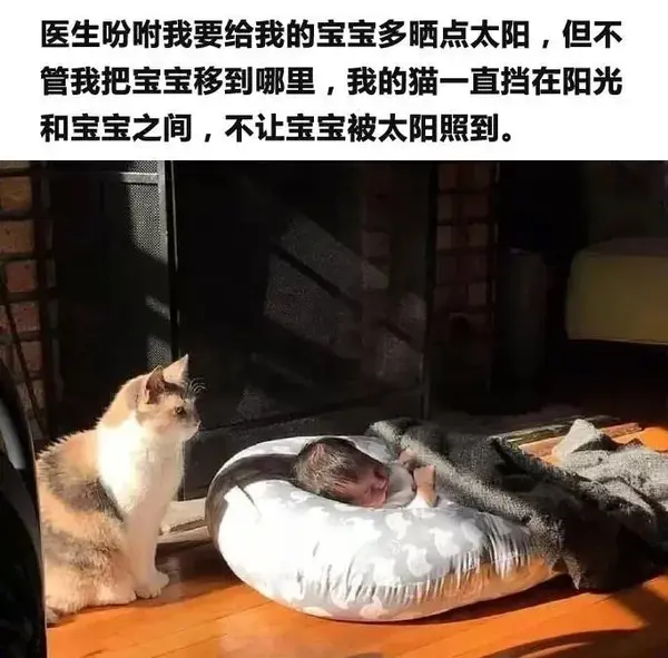 这猫一晒太阳尾巴就上天 网友 蛋蛋要走光了 知乎