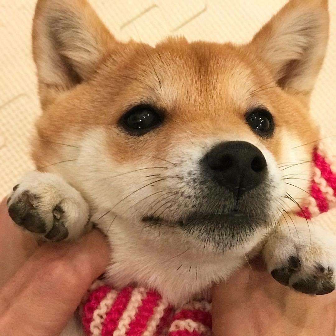 有哪些可爱的狗狗头像? - 知乎