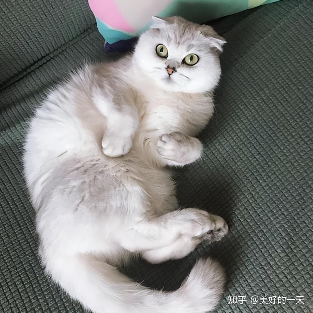 劝告这几种猫再有钱也别养养它就像养祖宗