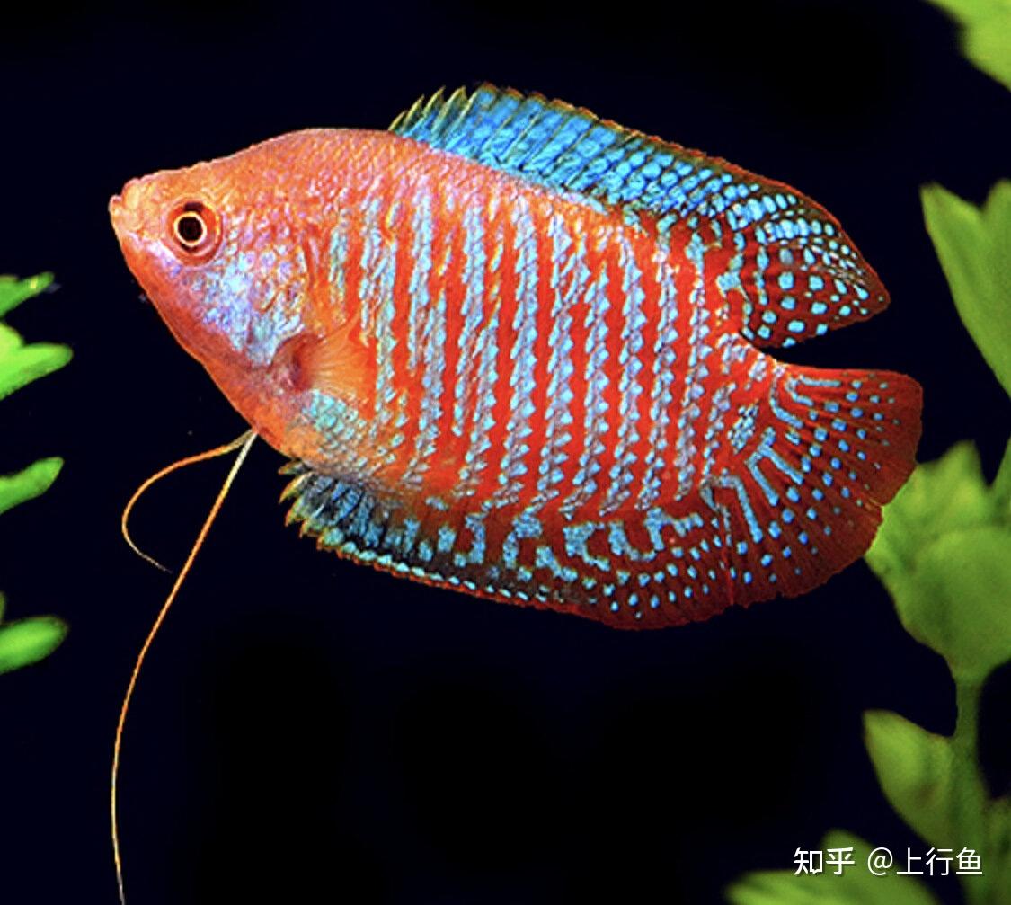 好养又好看的小型热带鱼你喜欢哪种