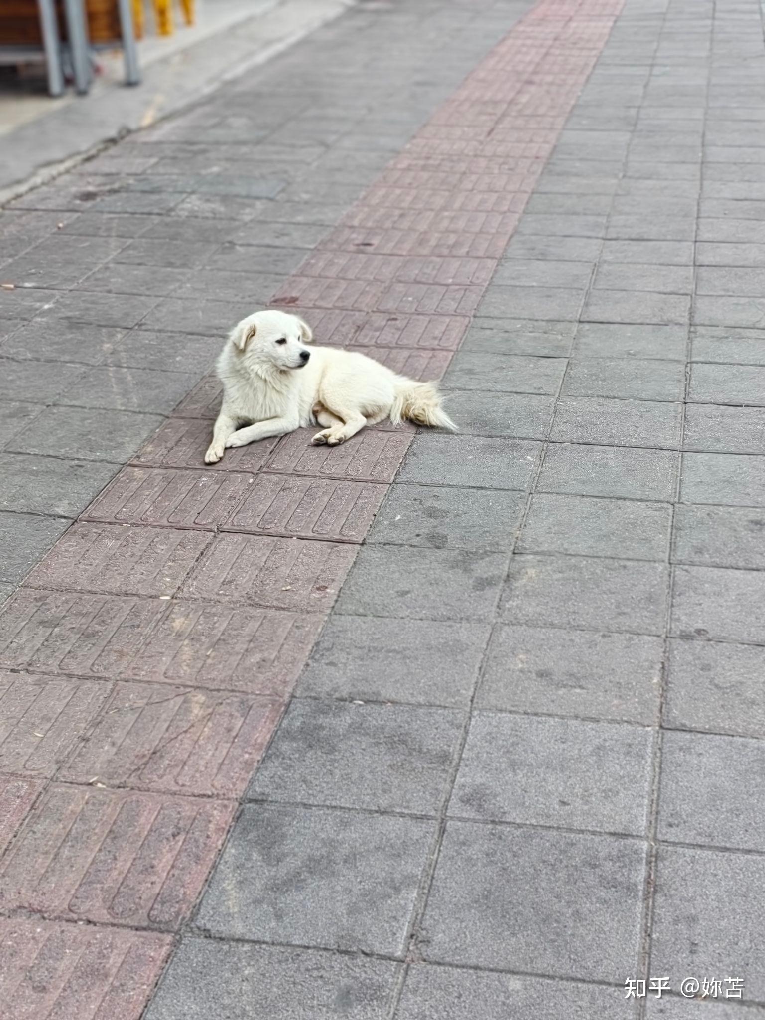 小狗照片真实图片土狗图片