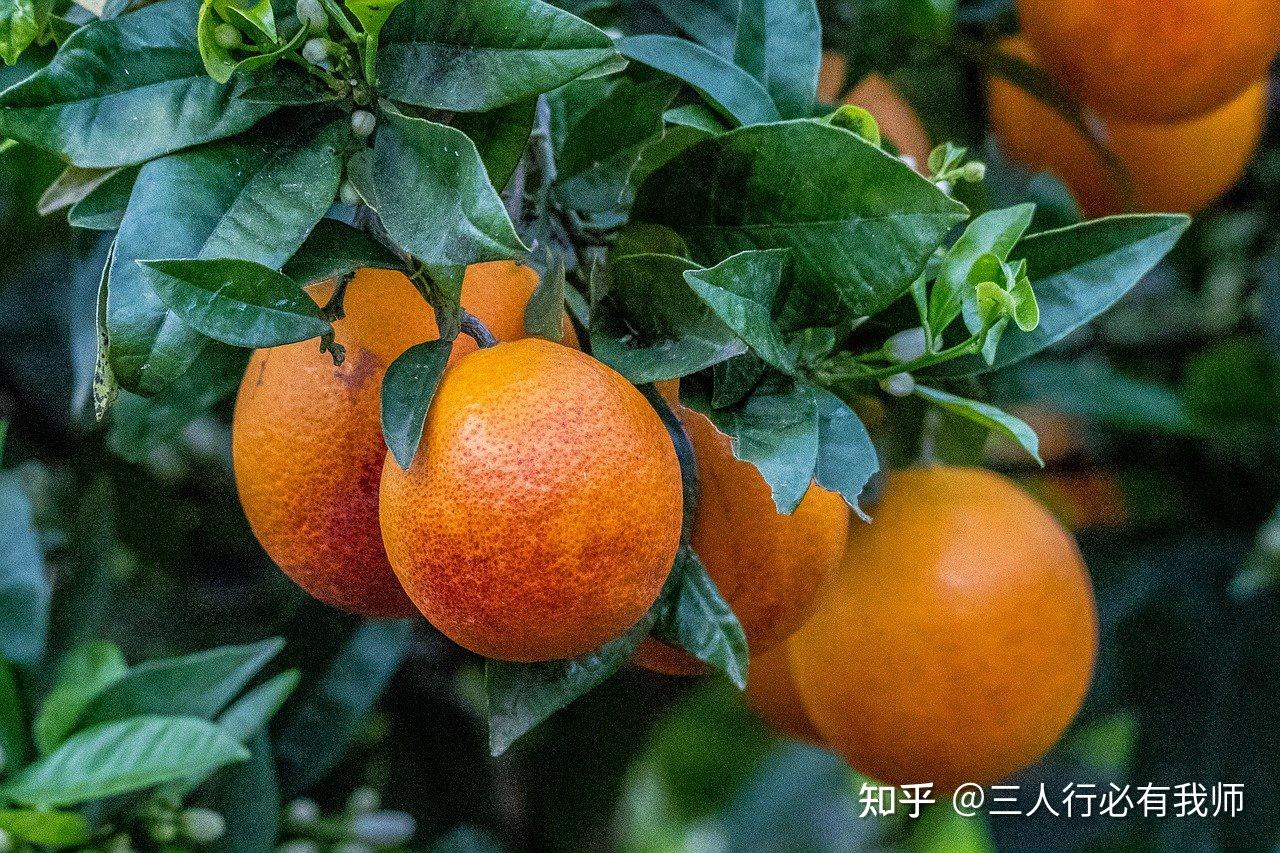橘子皮有什么功效? - 知乎