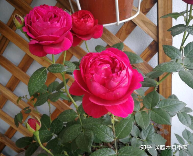 被称为四大妖花的月季品种