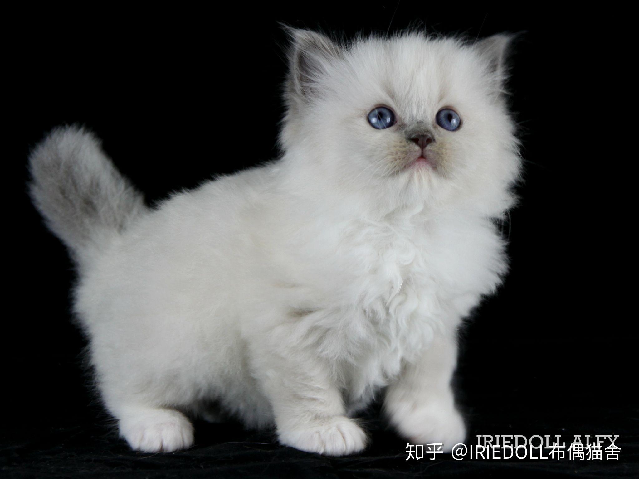 巧克力手套色布偶猫成长记录贴