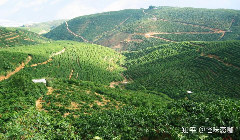 云南咖啡种植分布情况