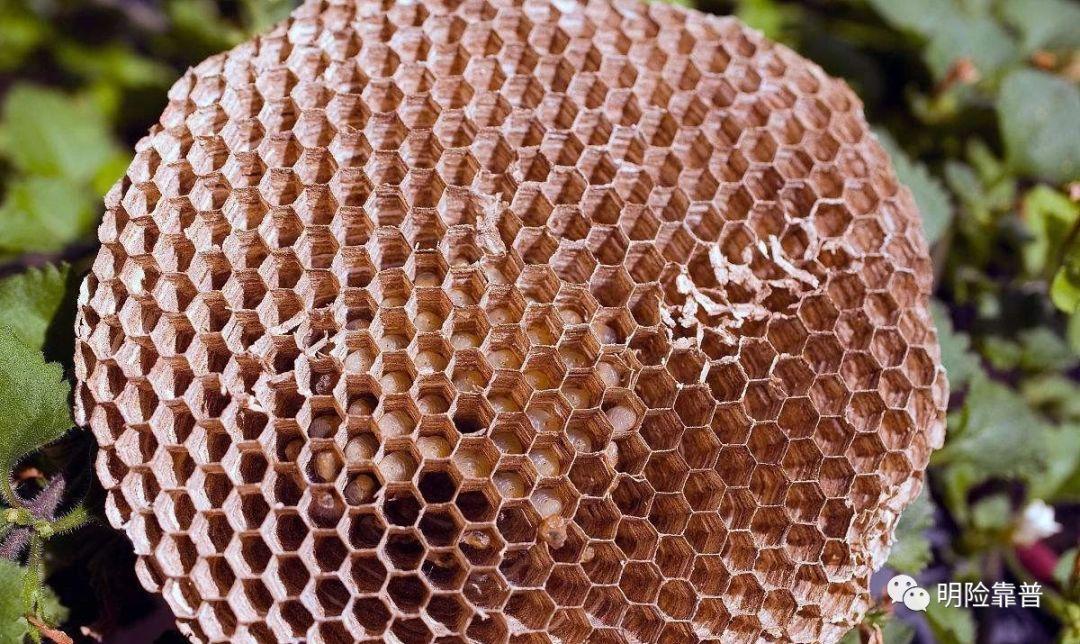 蜂巢结构反重力图片
