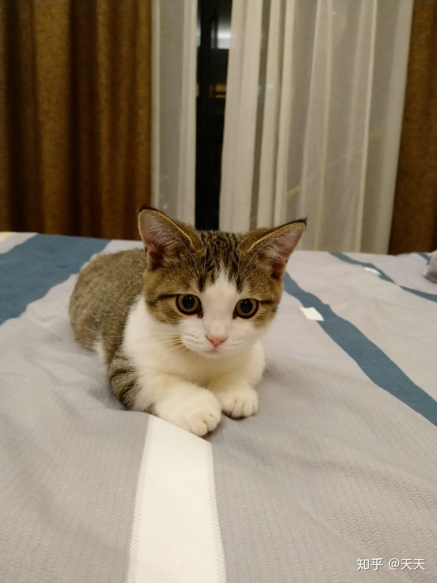 养曼赤肯(曼基康)小短腿猫是怎样一种体验?