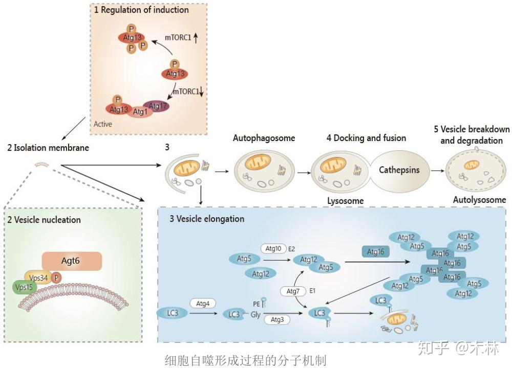 醫學科研實驗基礎知識筆記四細胞自噬研究策略