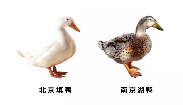 北京南城流氓旱鸭子图片