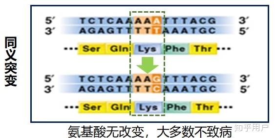 什么是基因错义突变,基因同义突变,基因同义突变,都有什么结果?