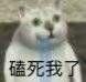 Mur猫表情包合集6 - 知乎