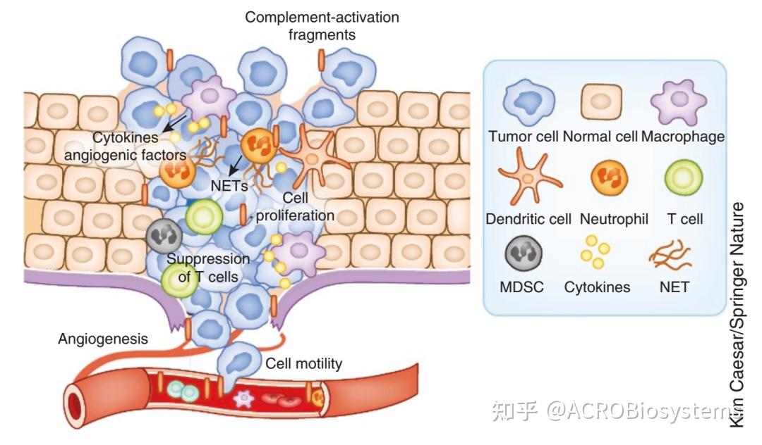 補體通過調節炎症,t細胞免疫和血管化,以及腫瘤細胞的