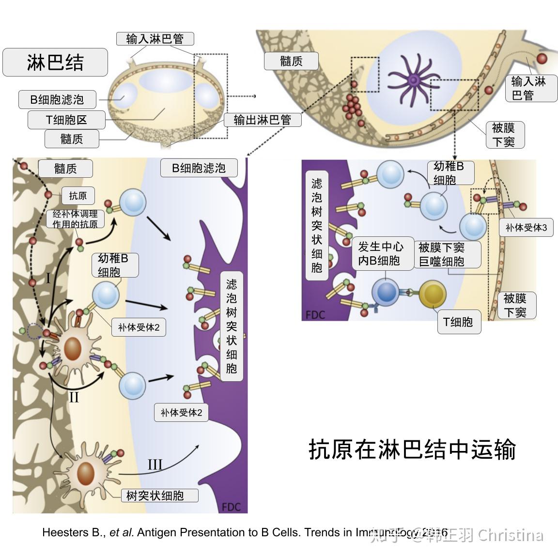 b细胞免疫效应是如何开始的[1]