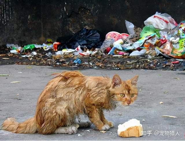 有些人覺得它們可憐,不能看它們餓死,支持喂流浪貓狗.