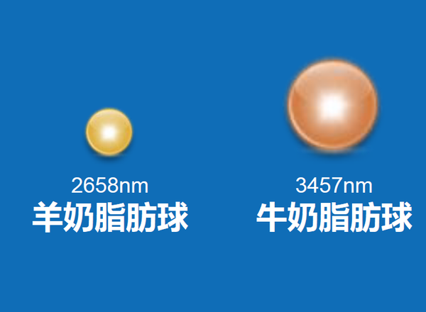 羊奶脂肪球颗粒比牛奶小1/3,更有助于宝宝肠道吸收