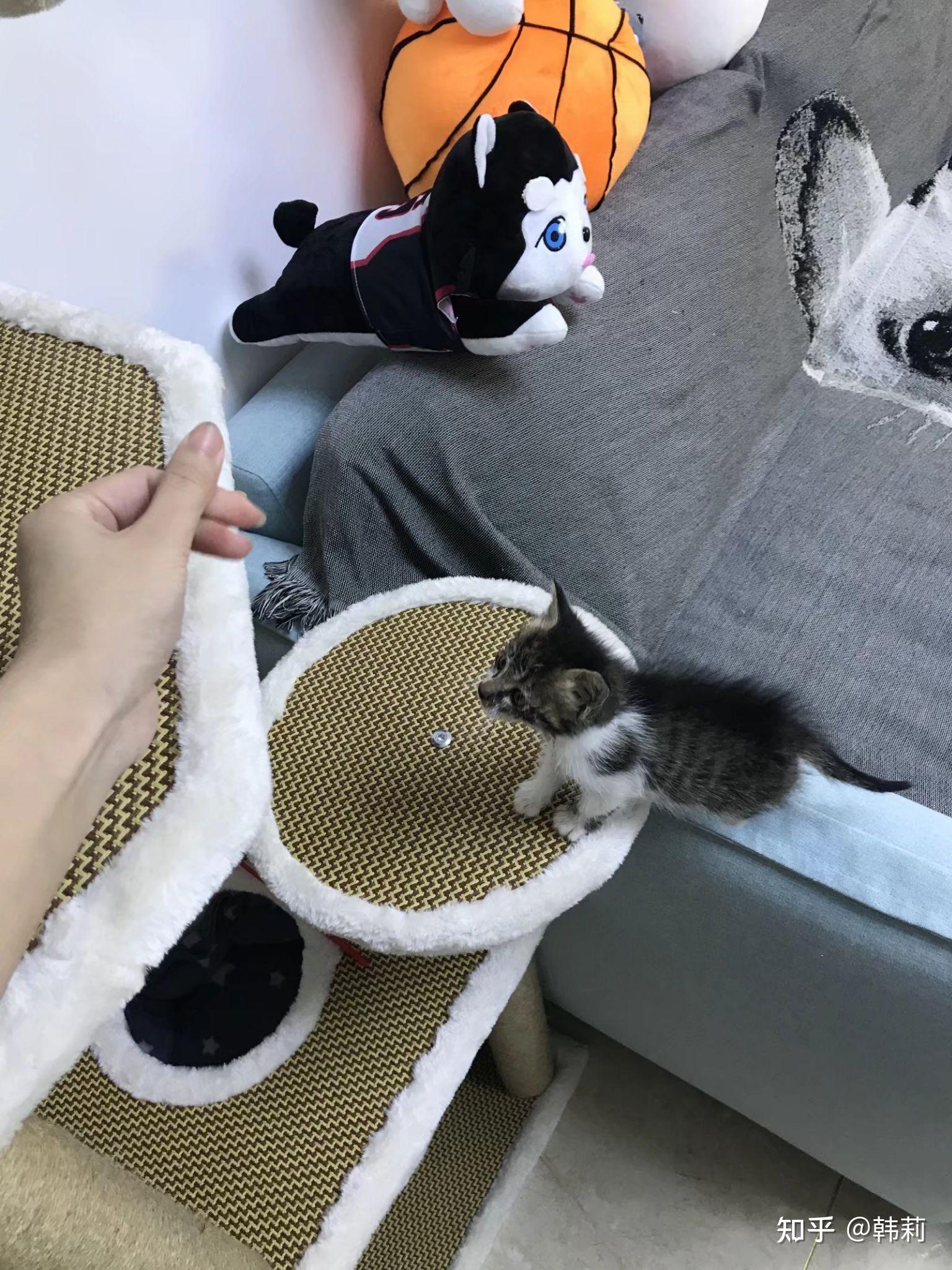 养猫小知识1 - 知乎
