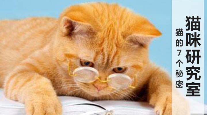 猫的7个秘密 知乎 猫的7个秘密 知乎