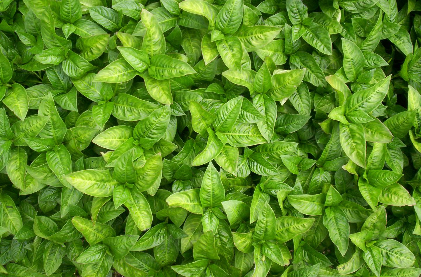 常见靛蓝植物简介 知乎 常见靛蓝植物简介 知乎