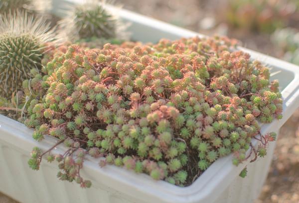 简单 不简单 薄雪万年草 Sedum Hispanicum 知乎