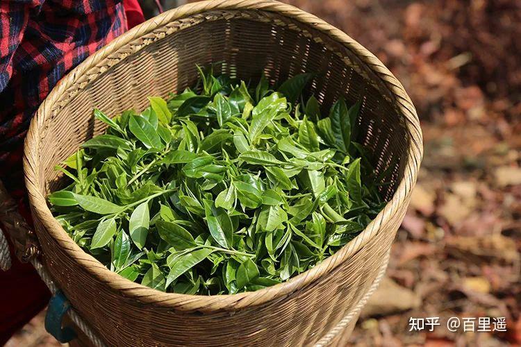 僅靠1991年發現的一棵1700年的過渡型茶王樹才成了茶界