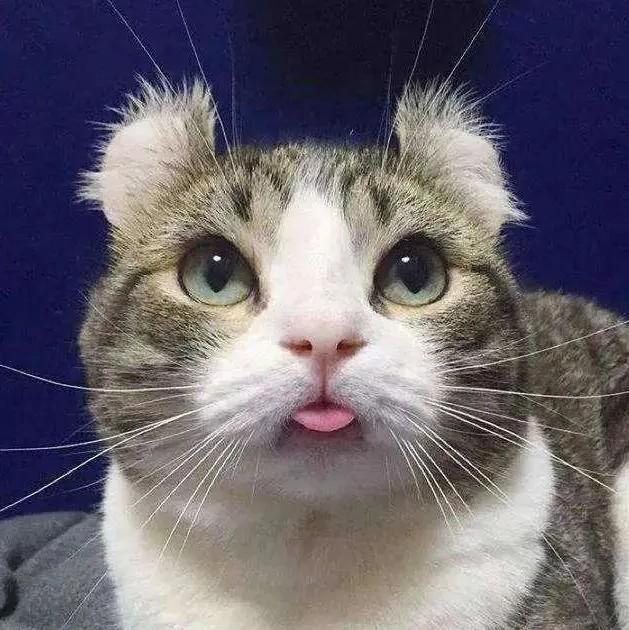 猫界新生代扛把子 卷耳猫 无基因缺陷 知乎