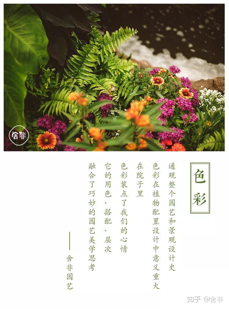 舍非园艺院子里植物色彩的搭配美学