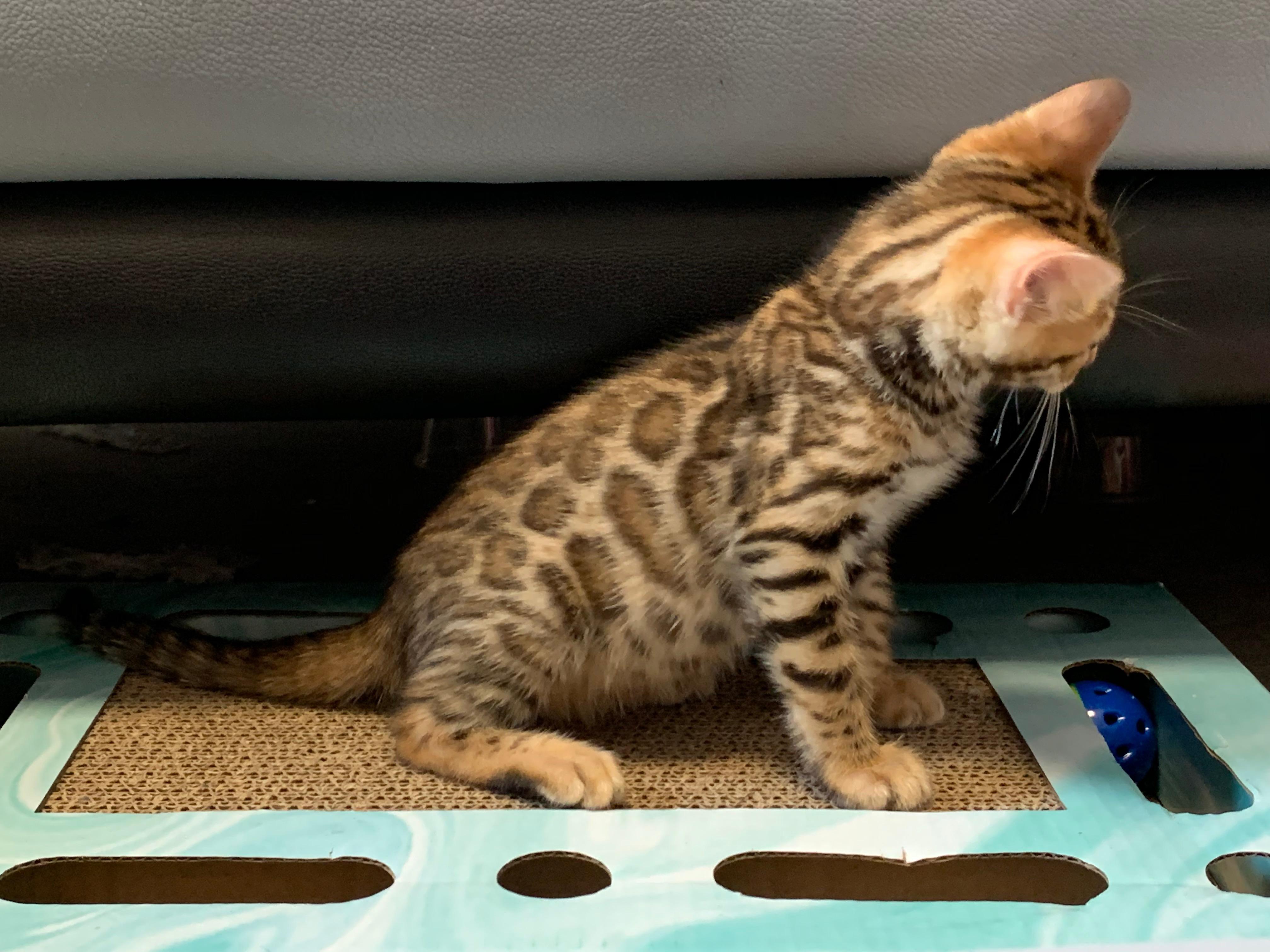 都说东北有很多猫咪养殖场,可是要怎么买养殖场的猫呢? - 知乎