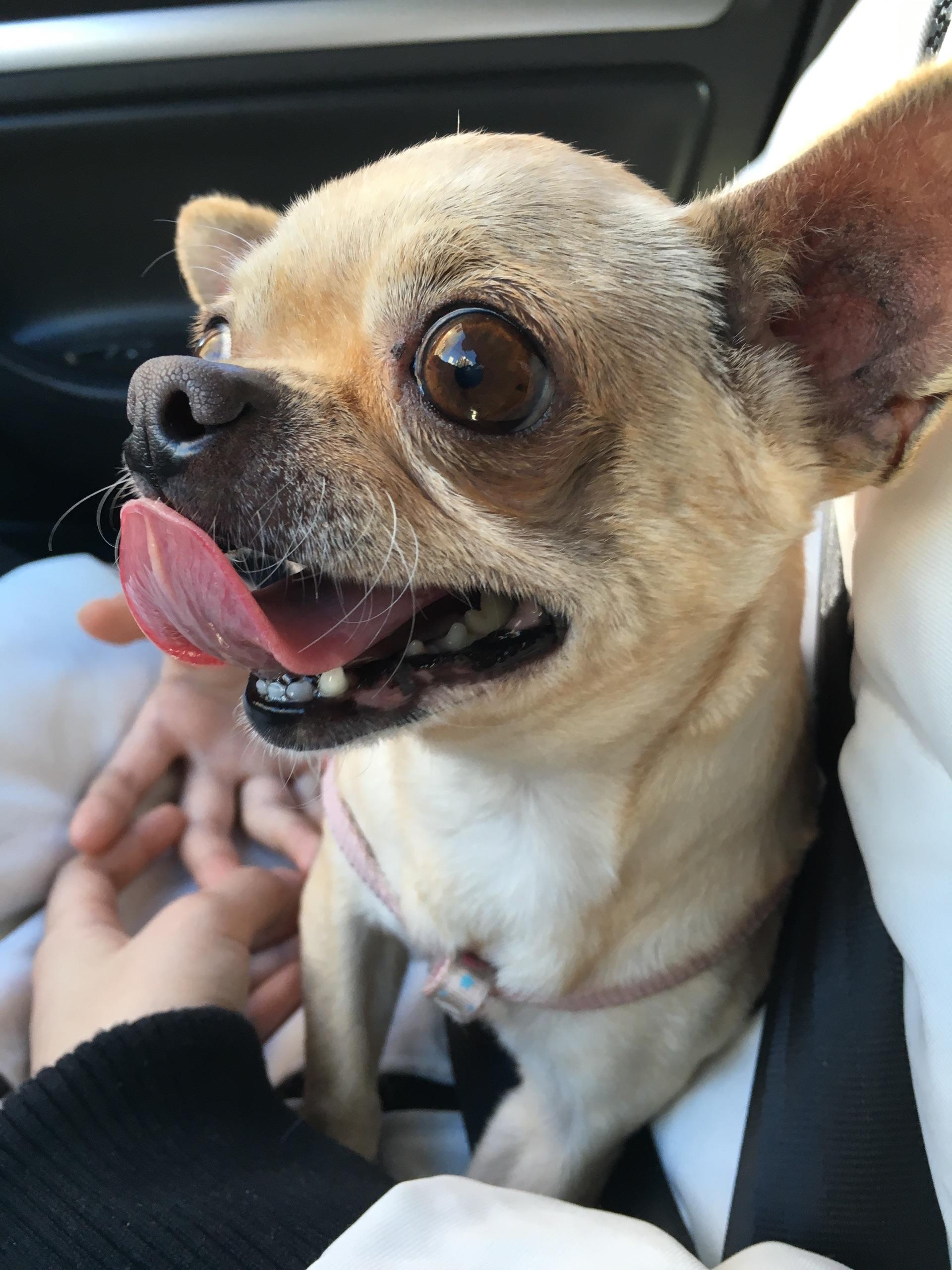 狗多少个月做绝育合适 v2-f911c2dc350ac0b99f7e32401959658c_r.jpg