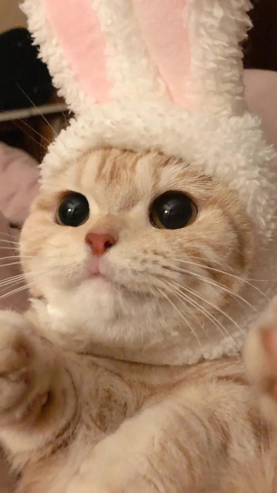 有没有可爱的猫咪壁纸可以分享?