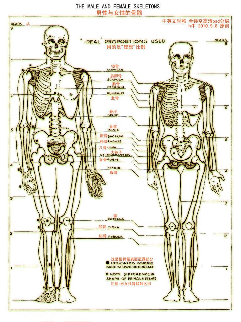 男女骨骼差异图 男生图片
