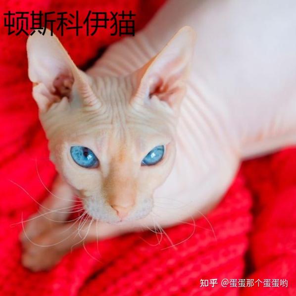 请问有没有推荐养的低敏猫