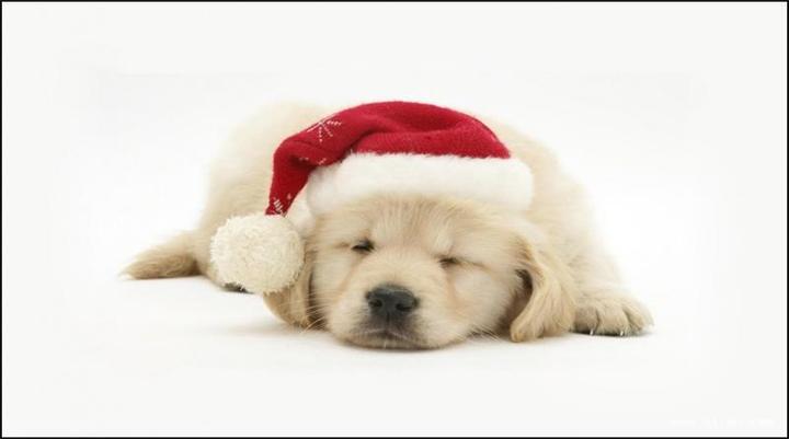 怎样护理刚出生的仔犬 知乎 怎样护理刚出生的仔犬 知乎