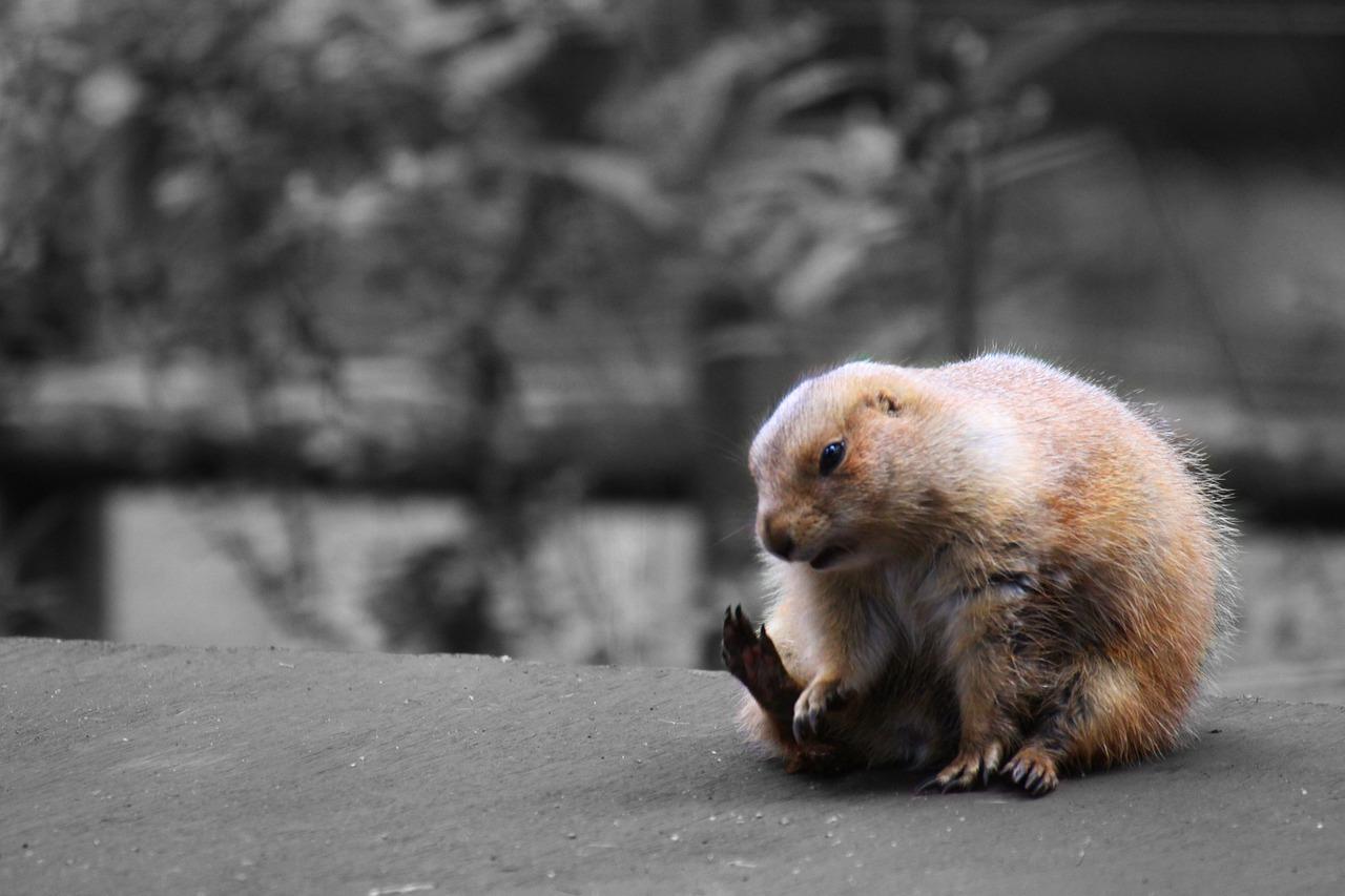 武汉土拨鼠批发