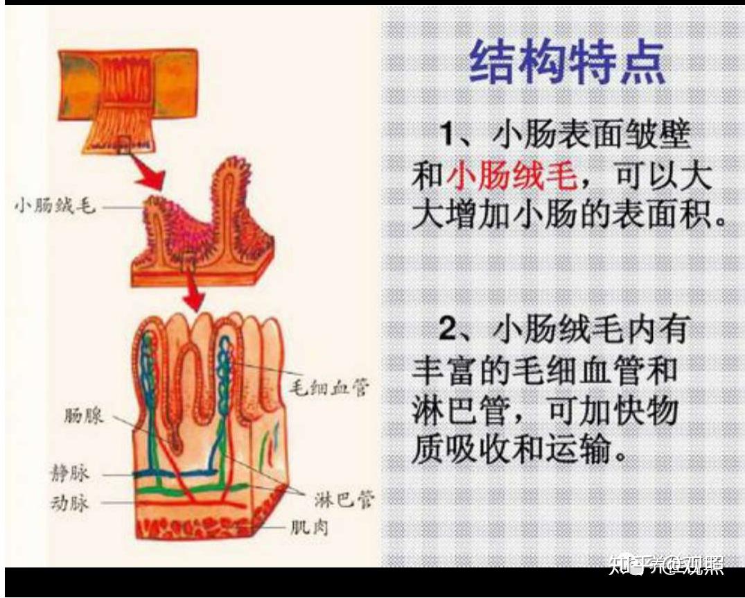 胃的粘膜层主要用于消化,小肠大肠的粘膜层,主要用于吸收