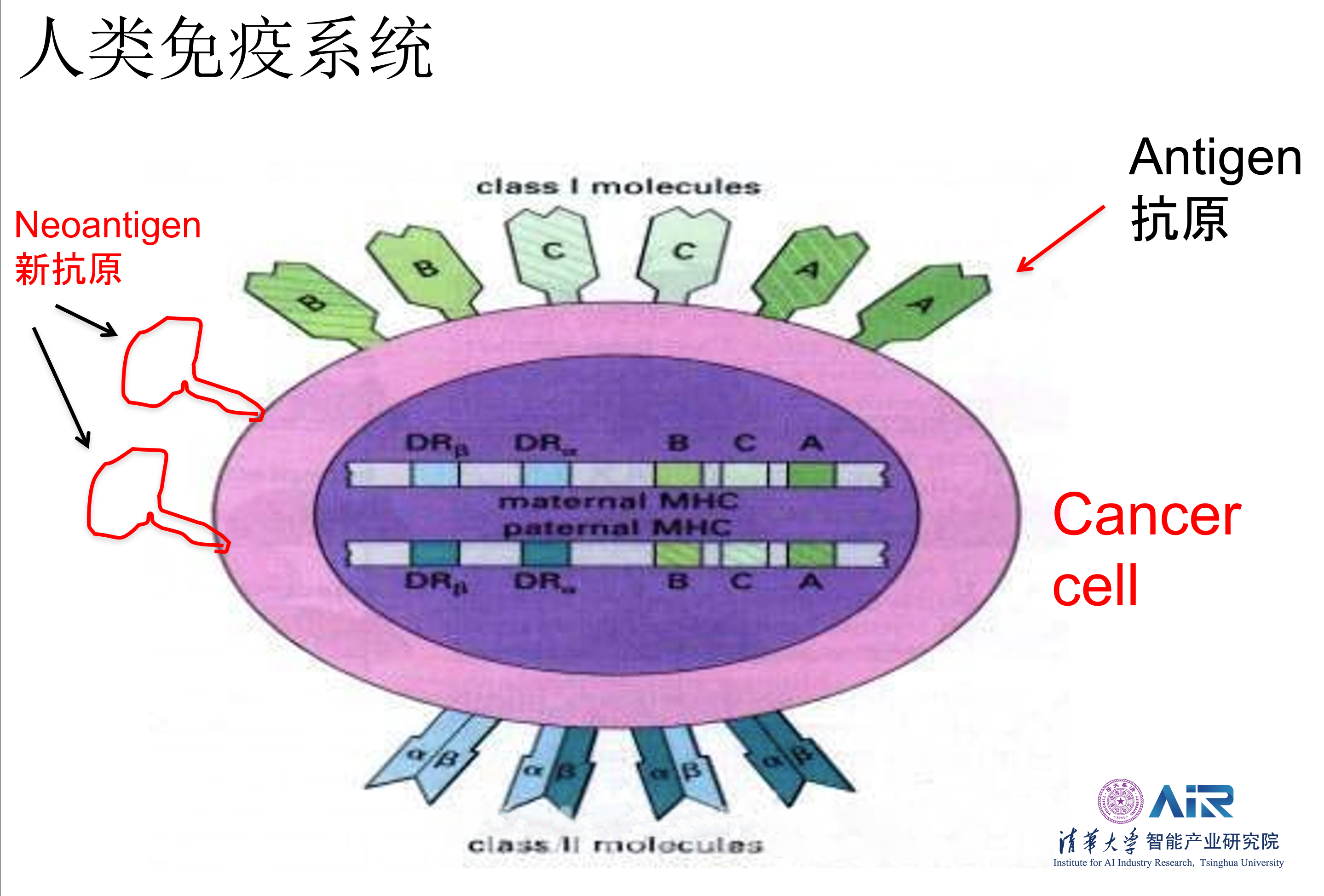 histocompatibility complex,mhc)在人类中又称人类白细胞抗原(huann