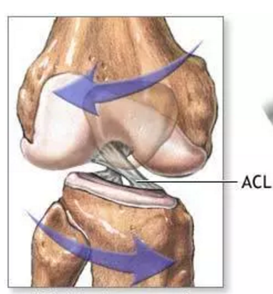 Acl术后不可忽视的十件事 知乎 Acl术后不可忽视的十件事 知乎