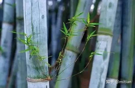 竹类植物识别图鉴（超全），值得珍藏！ - 知乎