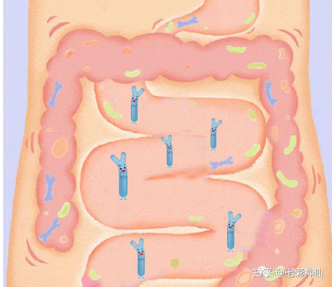 人的一生唯一少不得的伙伴——双歧杆菌 - 知乎